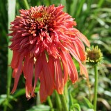 Foltz plant