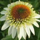 Foltz plant