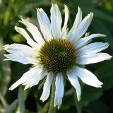 Foltz plant
