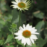 Foltz plant
