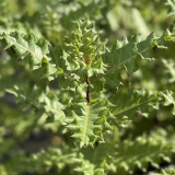 Foltz plant