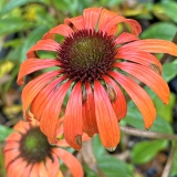 Foltz plant