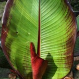 Foltz plant