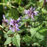 Foltz plant