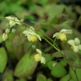 Foltz plant