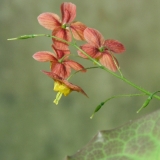 Foltz plant