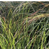 Foltz plant