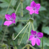 Foltz plant