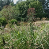 Foltz plant