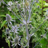 Foltz plant