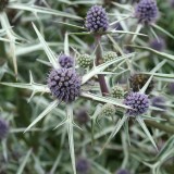 Foltz plant
