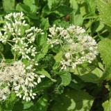 Foltz plant