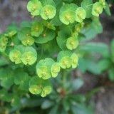 Foltz plant