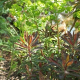 Foltz plant