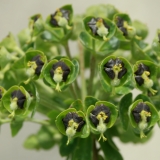 Foltz plant