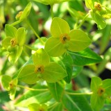 Foltz plant