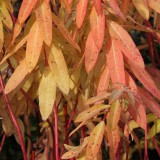 Foltz plant