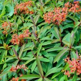 Foltz plant