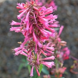 Foltz plant
