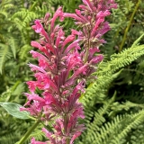 Foltz plant