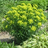 Foltz plant