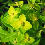 Foltz plant