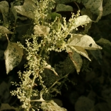 Foltz plant