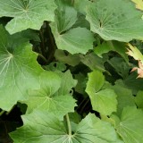 Foltz plant
