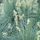 Foltz plant