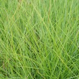 Foltz plant