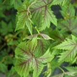 Foltz plant
