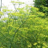 Foltz plant