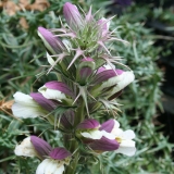 Foltz plant