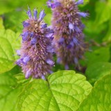 Foltz plant