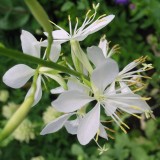 Foltz plant