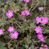 Foltz plant