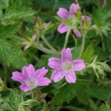 Foltz plant