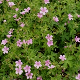 Foltz plant