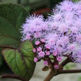 Foltz plant
