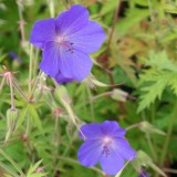 Foltz plant