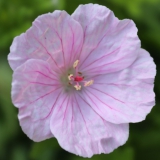Foltz plant