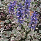 Foltz plant