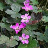 Foltz plant