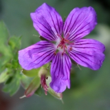 Foltz plant