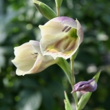 Foltz plant