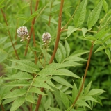 Foltz plant