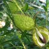 Foltz plant