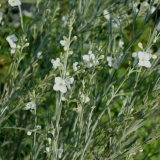 Foltz plant