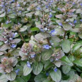 Foltz plant