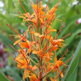 Foltz plant